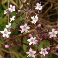 Valeriana moonii Arn. ex C.B.Clarke